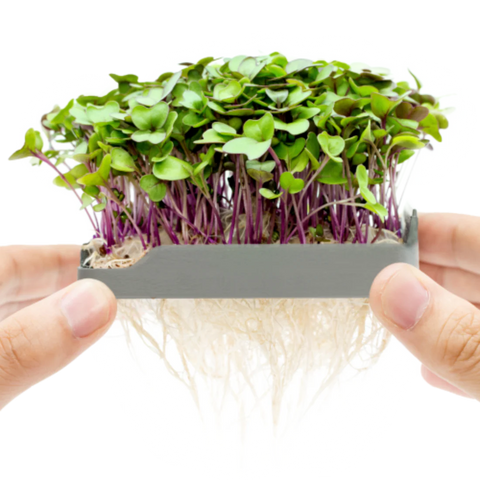 Soil-less Microgreen Grow Kits