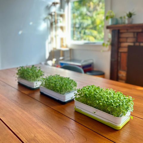 Soil-less Microgreen Grow Kits