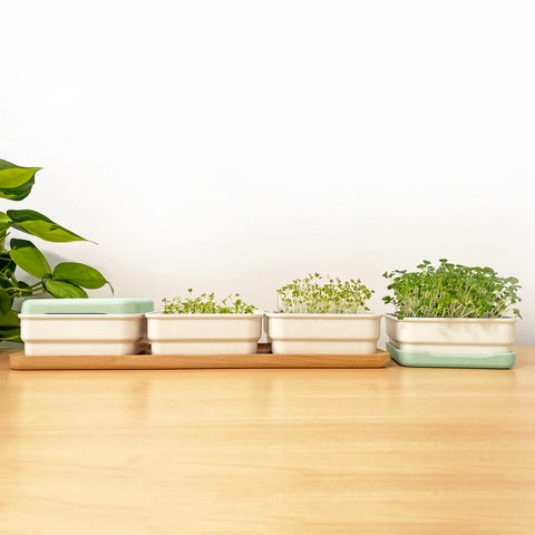 Soil-less Microgreen Grow Kits