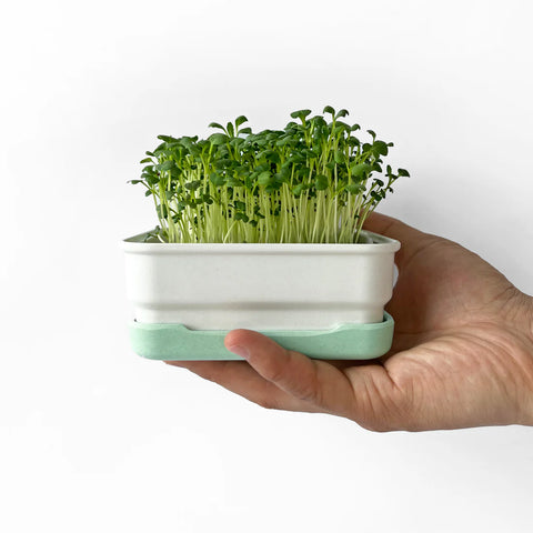 Soil-less Microgreen Grow Kits