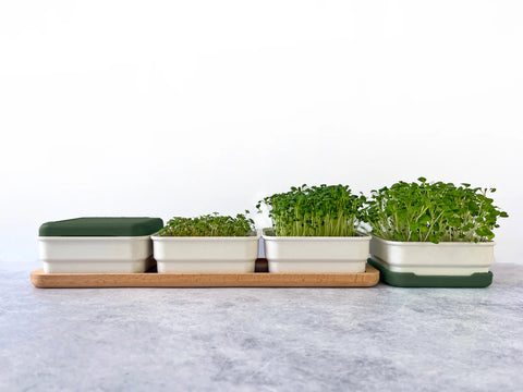 Soil-less Microgreen Grow Kits