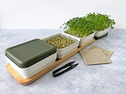 Soil-less Microgreen Grow Kits