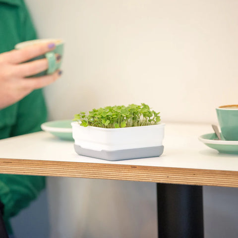 Soil-less Microgreen Grow Kits