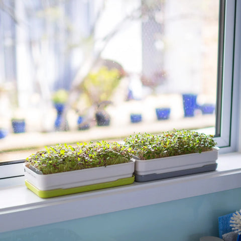 Soil-less Microgreen Grow Kits