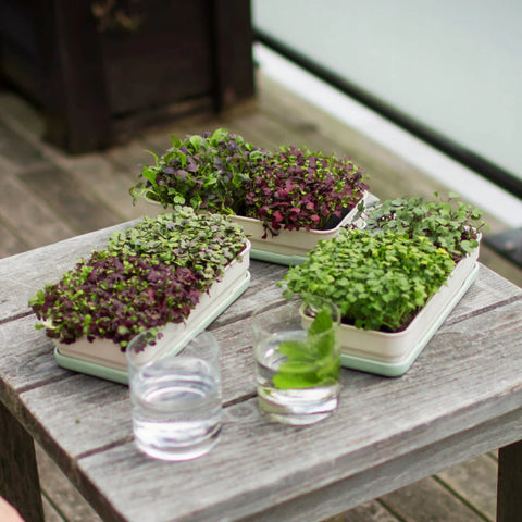 Soil-less Microgreen Grow Kits