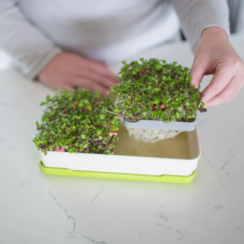 Soil-less Microgreen Grow Kits