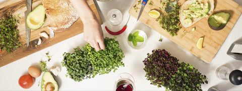 Soil-less Microgreen Grow Kits