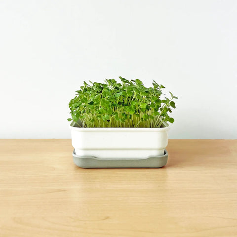 Soil-less Microgreen Grow Kits