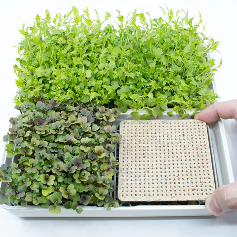 Soil-less Microgreen Grow Kits