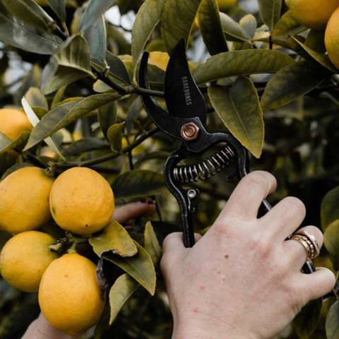 Metal Pruner + Sheath